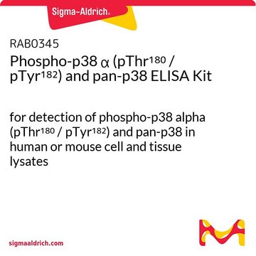 磷酸化p38 &#945; (pThr180 / pTyr182)和pan-p38 ELISA试剂盒 for detection of phospho-p38 alpha (pThr180 / pTyr182) and pan-p38 in human or mouse cell and tissue lysates