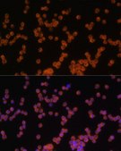 Anti-MyD88 antibody produced in rabbit