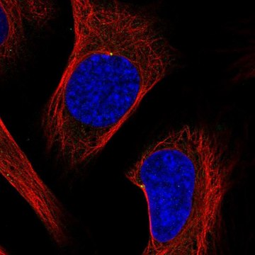 Anti-ODF2 antibody produced in rabbit Prestige Antibodies&#174; Powered by Atlas Antibodies, affinity isolated antibody