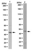 Anti-Ser/Thr-protein kinase Nek2 Antibody, clone 5D2.1 clone 5D2.1, from mouse