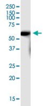 Anti-SLC7A7 antibody produced in mouse purified immunoglobulin, buffered aqueous solution