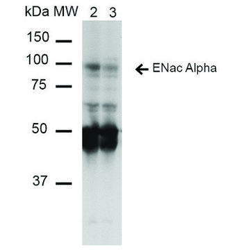 Monoclonal Anti-ENaC alpha-FITC antibody produced in mouse clone 14E10