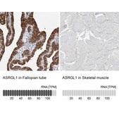 Anti-ASRGL1 antibody produced in rabbit Prestige Antibodies® Powered by Atlas Antibodies, affinity isolated antibody, buffered aqueous glycerol solution