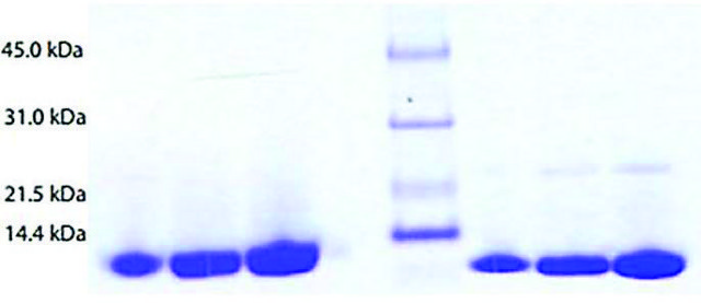 Lactalbumin from human milk &#8805;95% (SDS-PAGE)