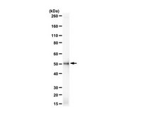 Anti-IST1 Homolog serum, from rabbit