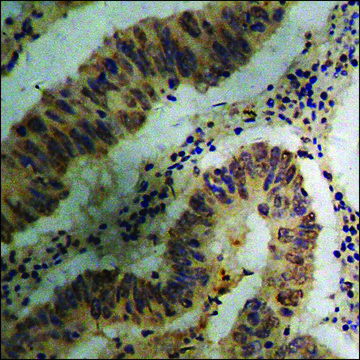 Anti-phospho-SHP-1 (pTyr536) antibody produced in rabbit affinity isolated antibody