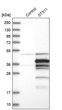 Anti-STX11 antibody produced in rabbit Prestige Antibodies&#174; Powered by Atlas Antibodies, affinity isolated antibody, buffered aqueous glycerol solution