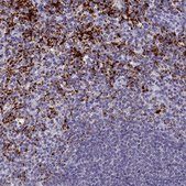 Anti-AIFM2 antibody produced in rabbit Prestige Antibodies® Powered by Atlas Antibodies, affinity isolated antibody, buffered aqueous glycerol solution