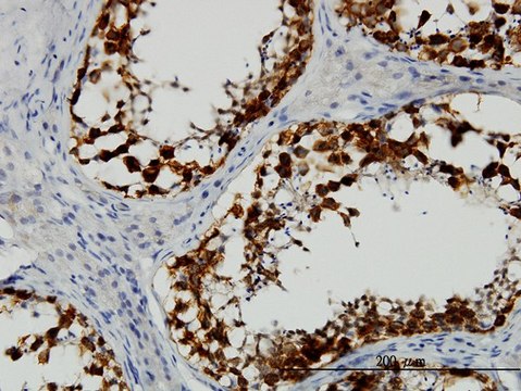 Monoclonal Anti-DAZ1 antibody produced in mouse clone 3E3, purified immunoglobulin, buffered aqueous solution