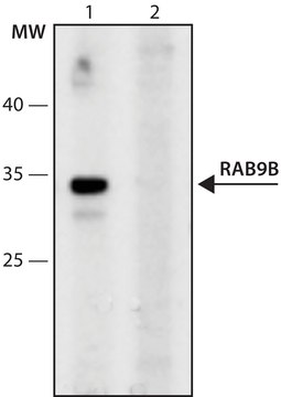 Anti-RAB9B (96-107) antibody produced in rabbit IgG fraction of antiserum