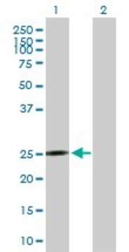 Anti-MRPS10 antibody produced in mouse purified immunoglobulin, buffered aqueous solution