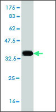 Monoclonal Anti-SLC6A19 antibody produced in mouse clone 4F11, purified immunoglobulin, buffered aqueous solution