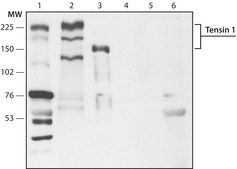 Anti-Tensin 1 (C-terminal region) antibody produced in rabbit ~1.5 mg/mL, affinity isolated antibody