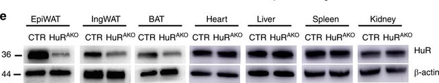 Anti-HuR Antibody Upstate&#174;, from rabbit