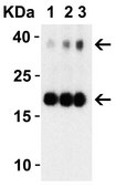 Anti-SARS-CoV-2 (COVID-19) NSP10 antibody produced in rabbit affinity isolated antibody