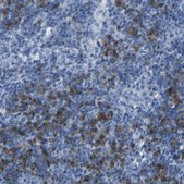 Anti-FCRL1 antibody produced in rabbit Prestige Antibodies® Powered by Atlas Antibodies, affinity isolated antibody, buffered aqueous glycerol solution