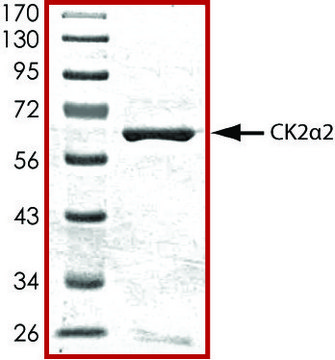 CK2 &#945; 2, active, GST tagged human PRECISIO&#174; Kinase, recombinant, expressed in baculovirus infected Sf9 cells, &#8805;70% (SDS-PAGE), buffered aqueous glycerol solution