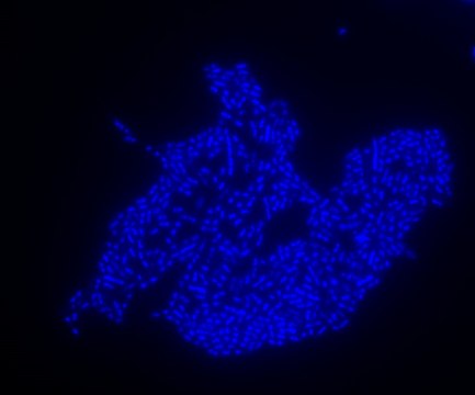 Escherichia coli FISH probe -ATTO488 Probe for fluorescence in situ hybridization (FISH), 20&#181;M in water