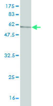 Monoclonal Anti-SGOL1 antibody produced in mouse clone 4G6, purified immunoglobulin, buffered aqueous solution