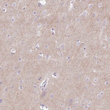 Anti-PRRT1 antibody produced in rabbit Prestige Antibodies&#174; Powered by Atlas Antibodies, affinity isolated antibody, buffered aqueous glycerol solution