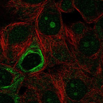 Anti-NOL9 antibody produced in rabbit Prestige Antibodies&#174; Powered by Atlas Antibodies, affinity isolated antibody