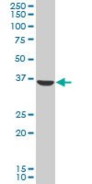 Anti-AKR1C2 antibody produced in mouse purified immunoglobulin, buffered aqueous solution