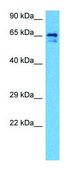 Anti-SLC6A2 antibody produced in rabbit affinity isolated antibody
