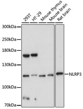 Anti-NLRP3 antibody produced in rabbit