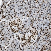 Anti-NR5A2 antibody produced in rabbit Prestige Antibodies® Powered by Atlas Antibodies, affinity isolated antibody, buffered aqueous glycerol solution