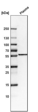 Anti-FKRP antibody produced in rabbit Prestige Antibodies&#174; Powered by Atlas Antibodies, affinity isolated antibody, buffered aqueous glycerol solution