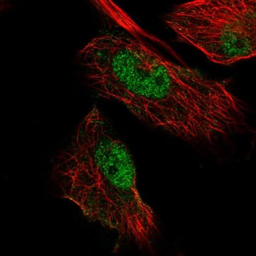 Anti-MIER3 antibody produced in rabbit Prestige Antibodies&#174; Powered by Atlas Antibodies, affinity isolated antibody