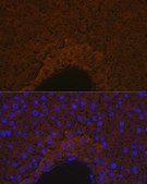 Anti-ApoM antibody produced in rabbit