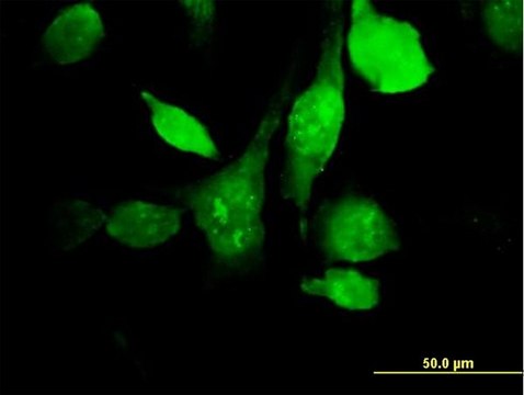 Anti-HYAL3 antibody produced in mouse purified immunoglobulin, buffered aqueous solution