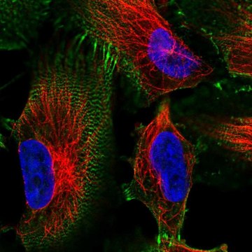 Anti-MACF1 antibody produced in rabbit Prestige Antibodies&#174; Powered by Atlas Antibodies, affinity isolated antibody