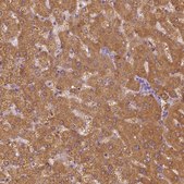Anti-SHMT1 antibody produced in rabbit Prestige Antibodies&#174; Powered by Atlas Antibodies, affinity isolated antibody, buffered aqueous glycerol solution