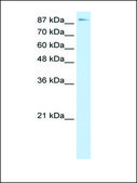 Anti-TCEB3 antibody produced in rabbit IgG fraction of antiserum