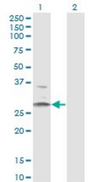 Monoclonal Anti-HSD11B1 antibody produced in mouse clone 2C10, ascites fluid