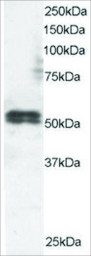 Anti-TFEB, N-Terminal antibody produced in goat affinity isolated antibody, buffered aqueous solution