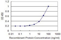 Monoclonal Anti-RPL10L antibody produced in mouse clone 1E9, purified immunoglobulin, buffered aqueous solution