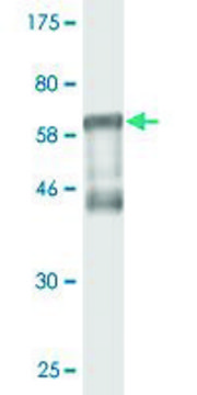 Monoclonal Anti-RCN1 antibody produced in mouse clone 4D9-G3, purified immunoglobulin, buffered aqueous solution