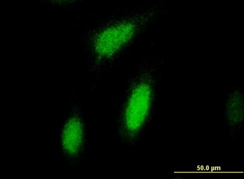 Monoclonal Anti-RPS6KA3 antibody produced in mouse clone 2G10, purified immunoglobulin, buffered aqueous solution