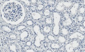 Anti-WWP2 Antibody, clone 1C18 ZooMAb® Rabbit Monoclonal recombinant, expressed in HEK 293 cells