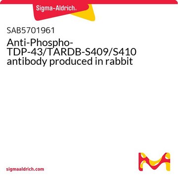 Anti-Phospho-TDP-43/TARDB-S409/S410 antibody produced in rabbit