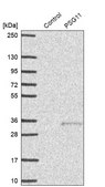 Anti-PSG11 antibody produced in rabbit Prestige Antibodies® Powered by Atlas Antibodies, affinity isolated antibody, buffered aqueous glycerol solution