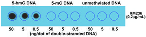 Anti-5-Hydroxymethylcytosine antibody, Rabbit monoclonal recombinant, expressed in HEK 293 cells, clone RM236, purified immunoglobulin