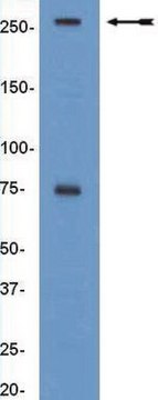 Anti-BAF250a/ARID1a Antibody, clone PSG3 clone PSG3, Upstate&#174;, from mouse