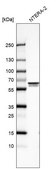 Anti-UPF3B antibody produced in rabbit Prestige Antibodies® Powered by Atlas Antibodies, affinity isolated antibody