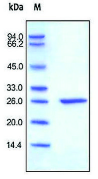 C-reactive/CRP human recombinant, expressed in HEK 293 cells, &#8805;95% (SDS-PAGE)