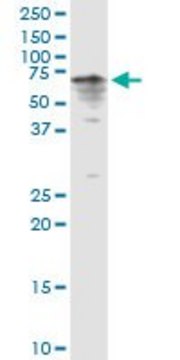 Anti-CYP3A4 antibody produced in rabbit IgG fraction of antiserum, buffered aqueous solution