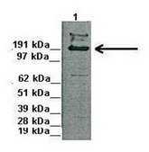 Anti-DSCAM antibody produced in rabbit affinity isolated antibody